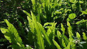 All Ferns