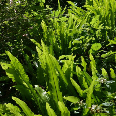 Lush mass of upright glossy green Asplenium scolopendrium fronds.