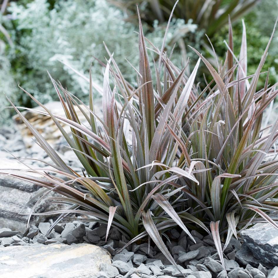 Astelia ‘Red Shadow’