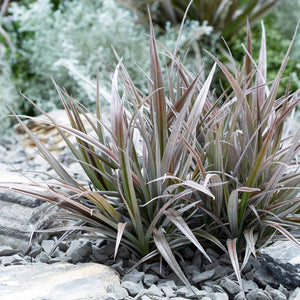 Astelia ‘Red Shadow’