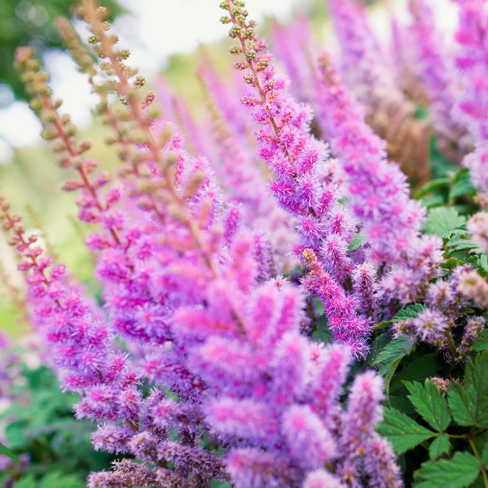 Astilbe chinensis ‘Pumila’