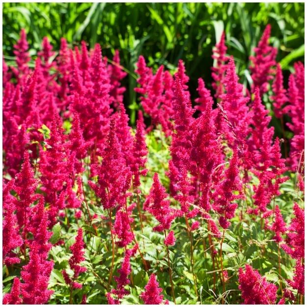 Vivid crimson-red Astilbe ‘Fanal’ flower spikes rising above divided green foliage.