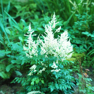 Compact Astilbe ‘W.E. Gladstone’ with bright white plumes above green foliage.