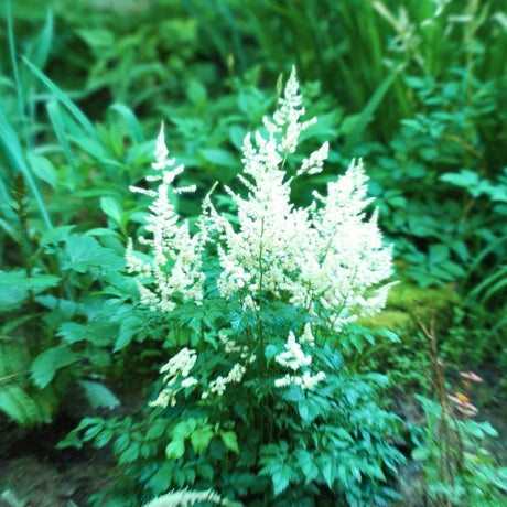 Compact Astilbe ‘W.E. Gladstone’ with bright white plumes above green foliage.