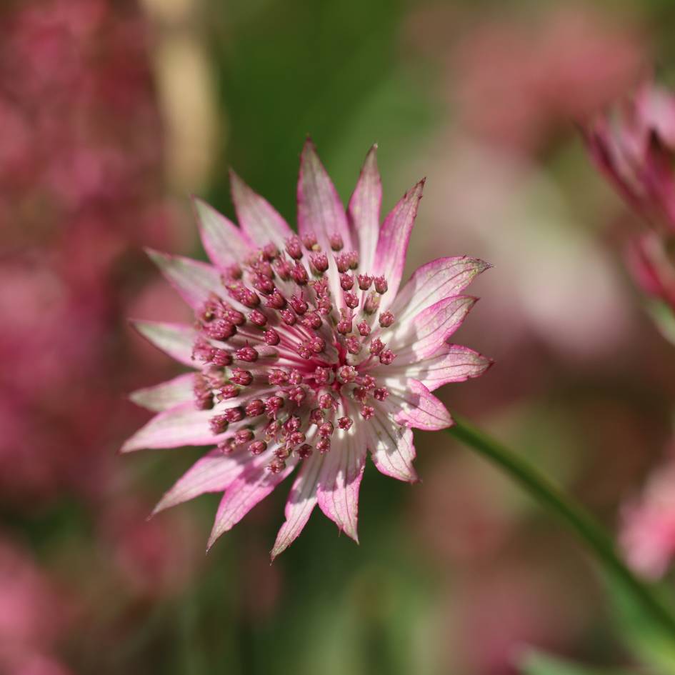 Close-up of a dusky pink Astrantia major ‘Pink Pride’ flower head.