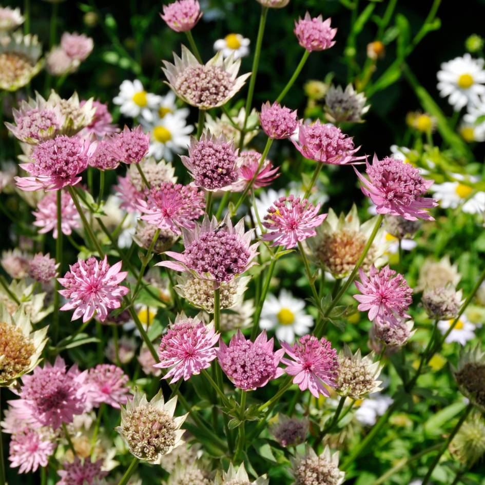 Mixed pink flower heads on Astrantia major ‘Pink Pride’ among white daisies.