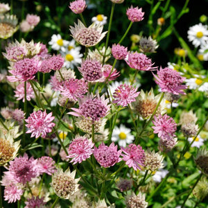 Mixed pink flower heads on Astrantia major ‘Pink Pride’ among white daisies.