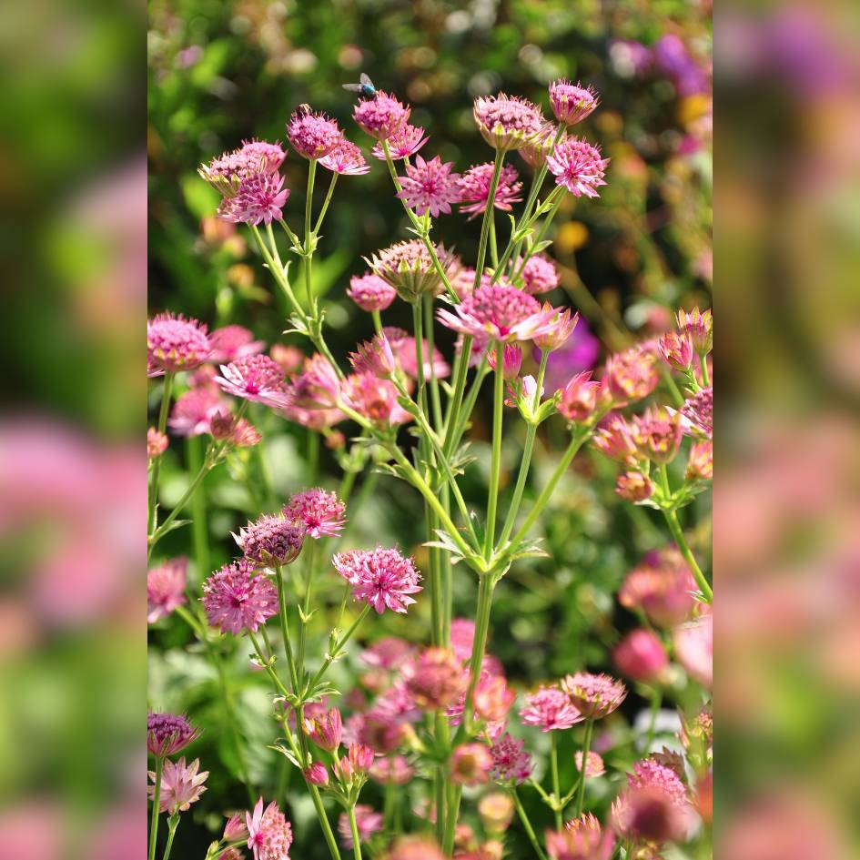 Astrantia major ‘Roma’