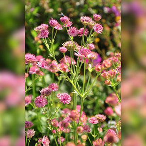 Astrantia major ‘Roma’