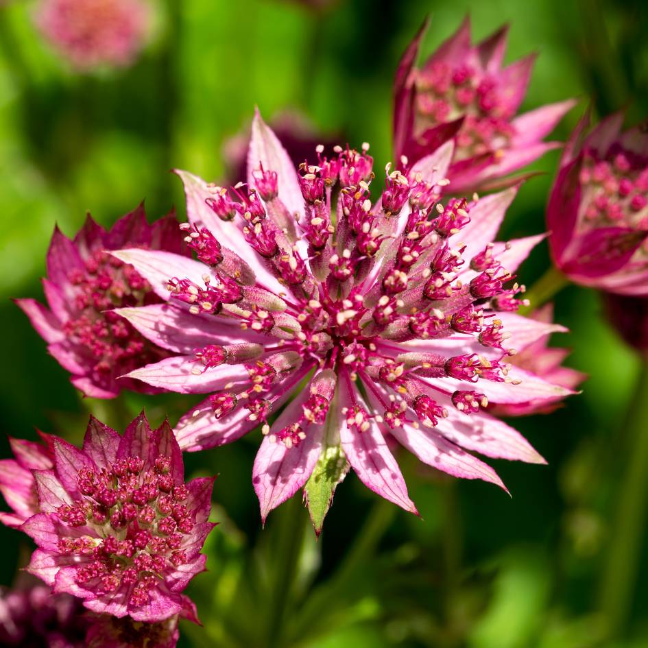 Astrantia major ‘Roma’