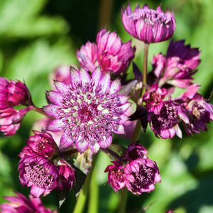 Cluster of dark pink-and-white Astrantia major ‘Star of Beauty’ flowers.