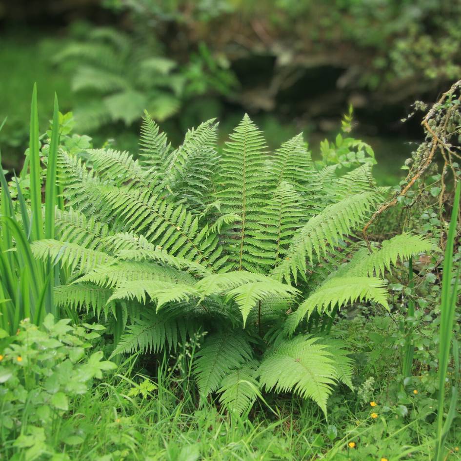 Athyrium filix-femina