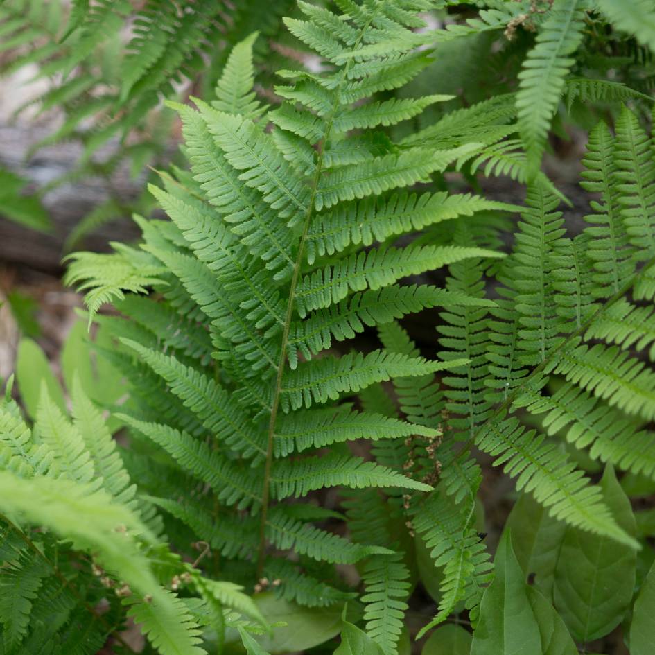 Athyrium filix-femina