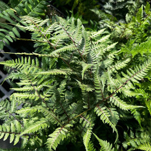 Athyrium niponicum ‘Red Beauty’