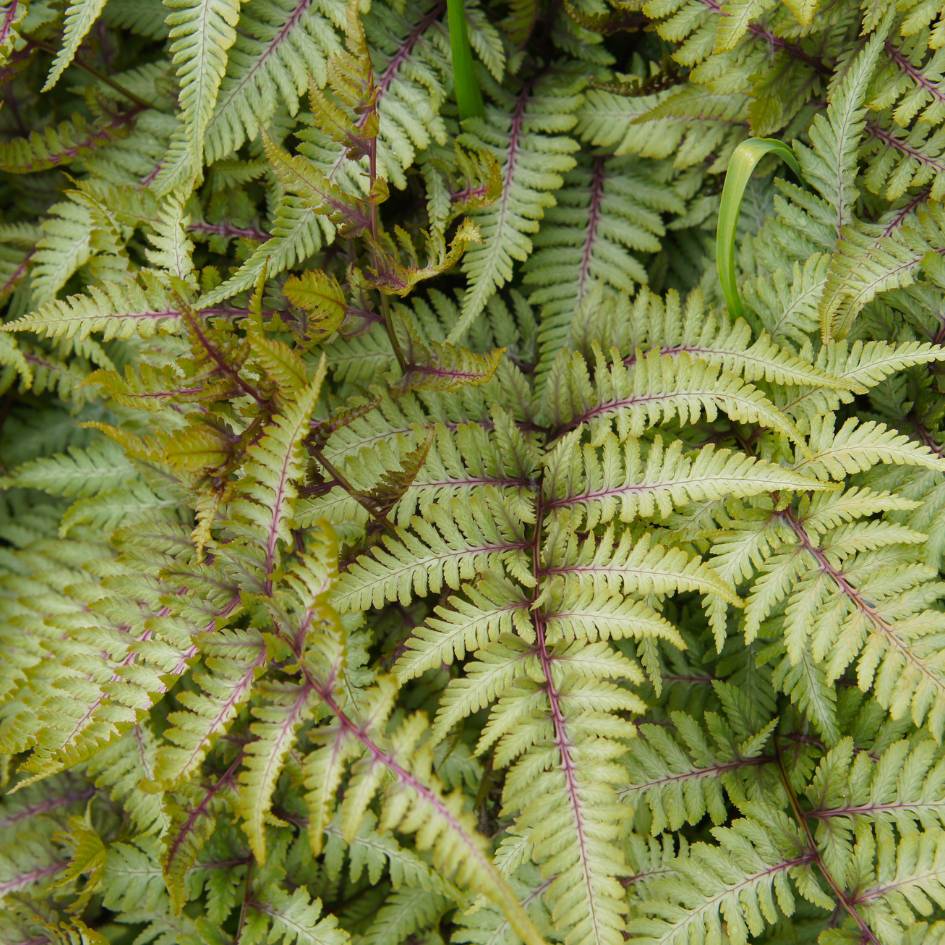 Athyrium niponicum ‘Red Beauty’