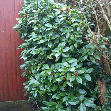 Tall dense Aucuba japonica ‘Rozannie’ shrub with dark evergreen leaves and red fruit.