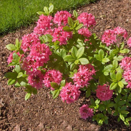 Small Azalea ‘Homebush’ shrub carrying several ball-shaped pink flower clusters.