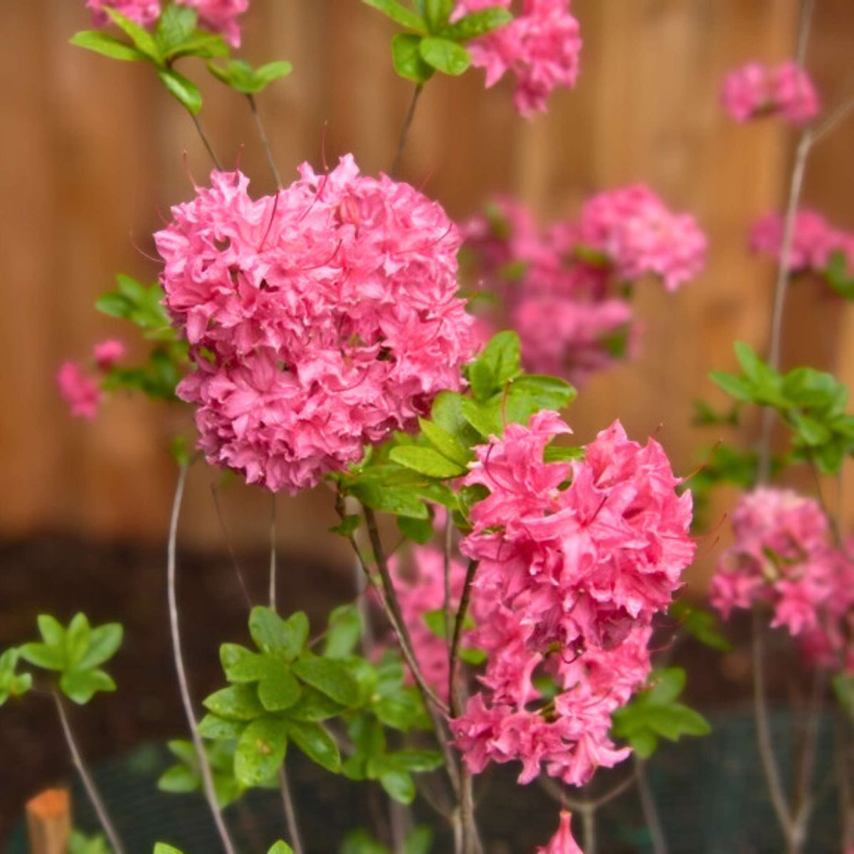 Rounded pink Azalea ‘Homebush’ flower heads held on upright stems.