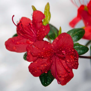 Azalea japonica ‘Stewartstonian’