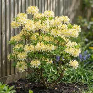 Azalea mollis ‘Daviesii’