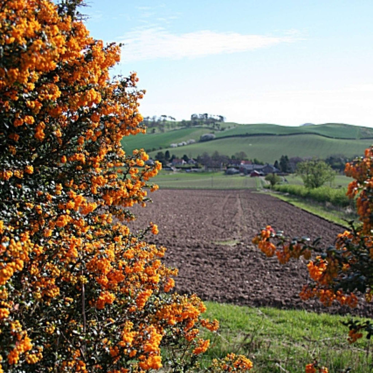 Berberis darwinii