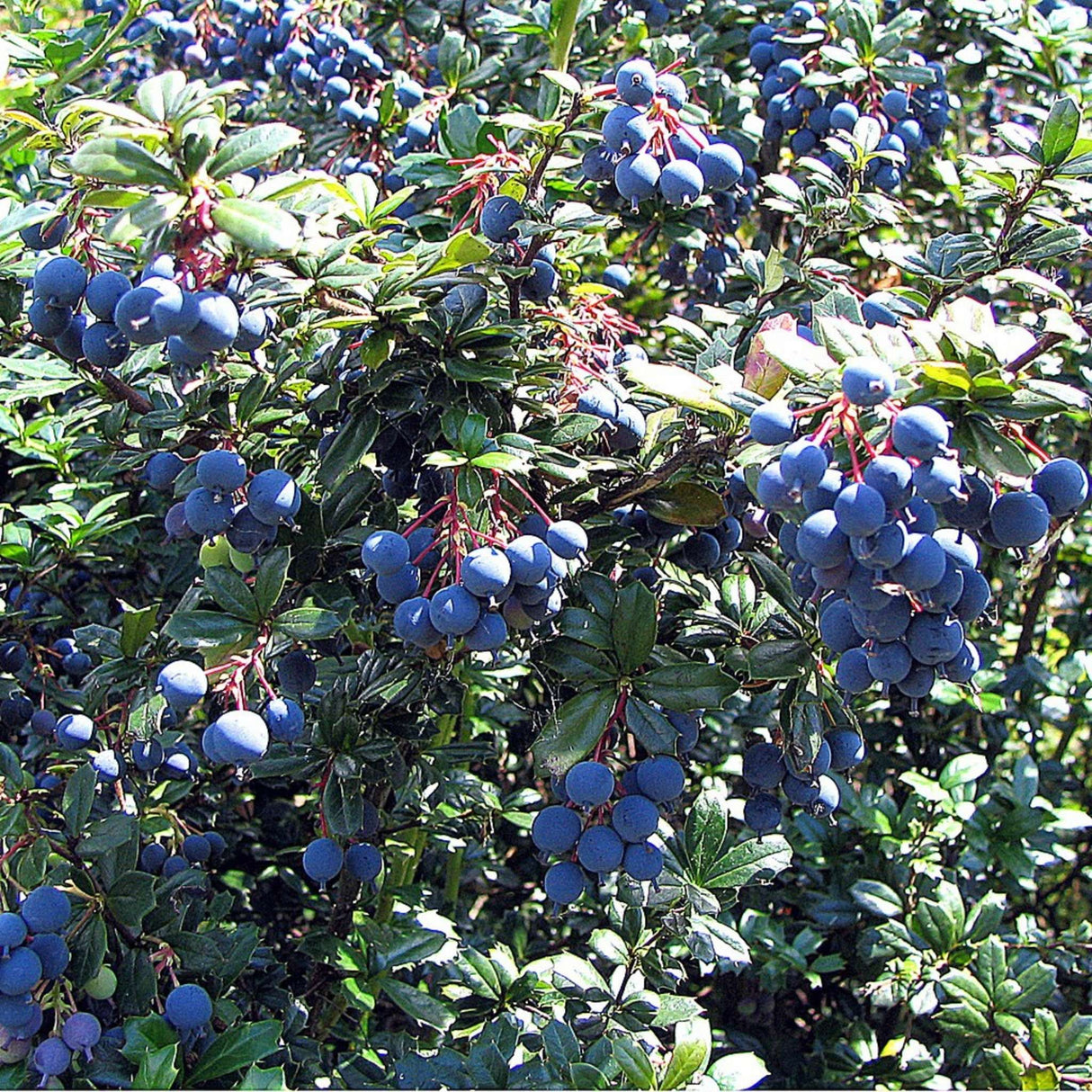 Berberis darwinii