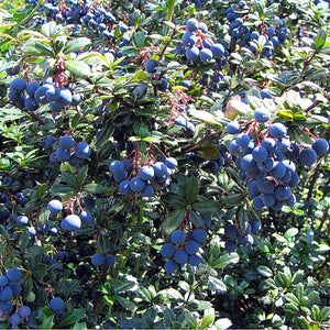 Berberis darwinii