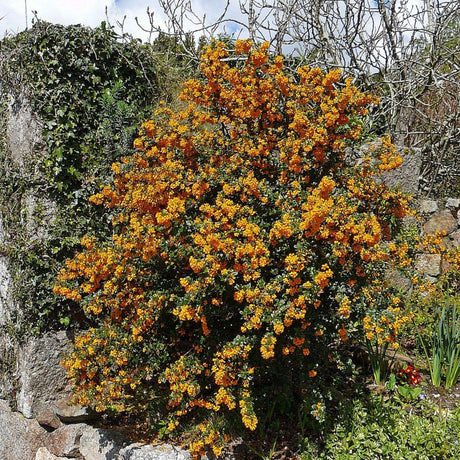 Large Berberis darwinii shrub laden with orange flowers in a garden setting.