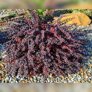 Low spreading mound of Berberis thunbergii f. atropurpurea ‘Nana’ with dark purple foliage in a gravel garden.
