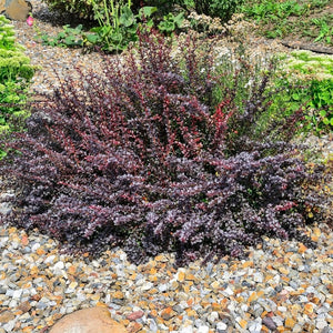 Compact rounded Berberis thunbergii f. atropurpurea ‘Nana’ displaying dense burgundy foliage among pale gravel.