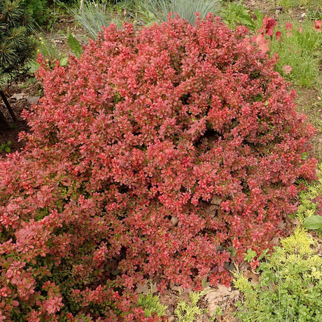 Berberis thunbergii ‘Admiration’ forming a dense rounded mound of warm red foliage.