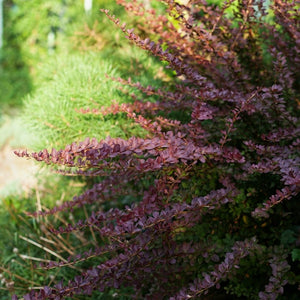 Berberis thunbergii f. atropurpurea ‘Harlequin’