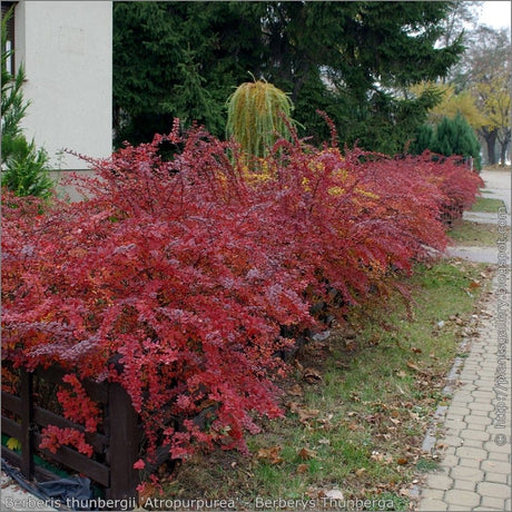 Berberis thunbergii f. atropurpurea ‘Harlequin’ forming a low hedge of bright red autumn foliage beside a path.