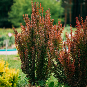 Berberis thunbergii f. atropurpurea ‘Harlequin’