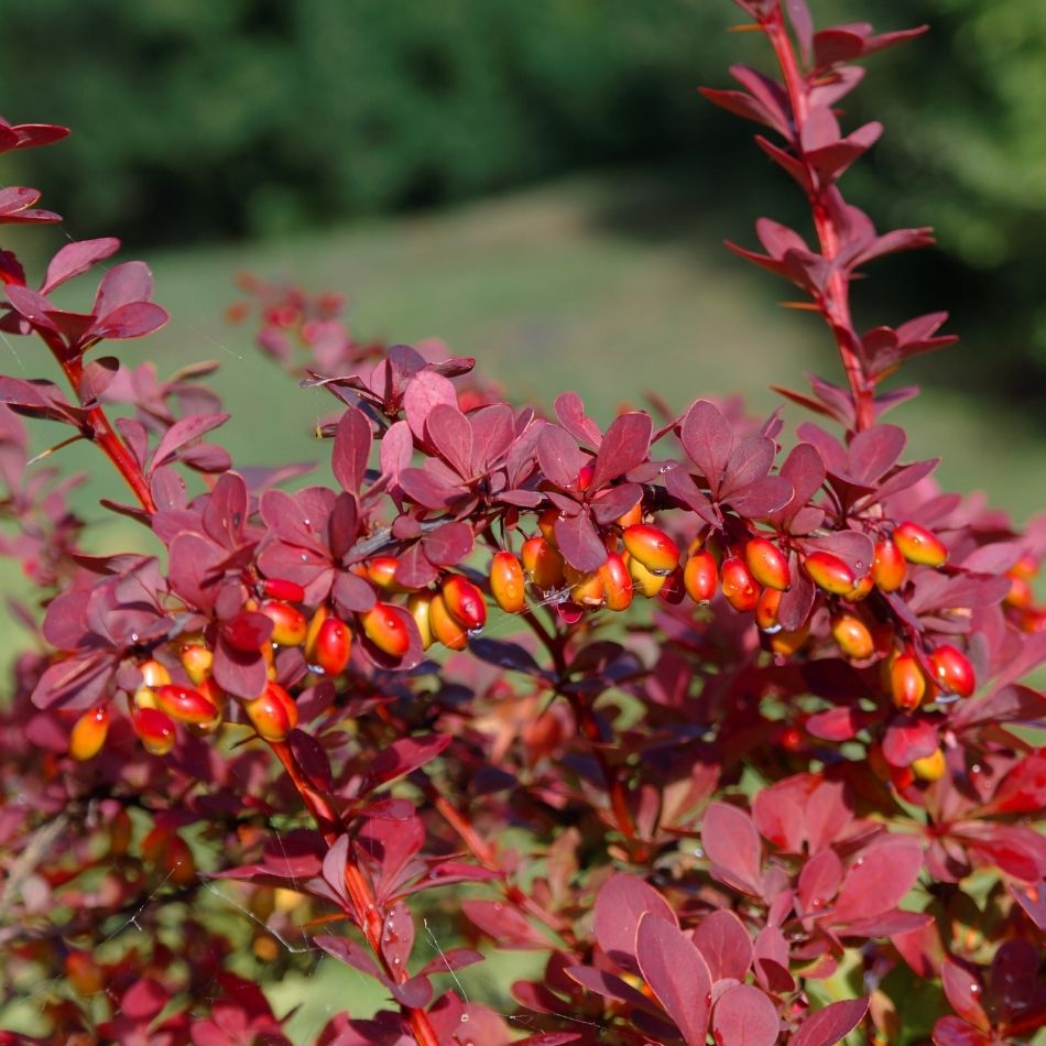 Berberis thunbergii f. atropurpurea ‘Harlequin’