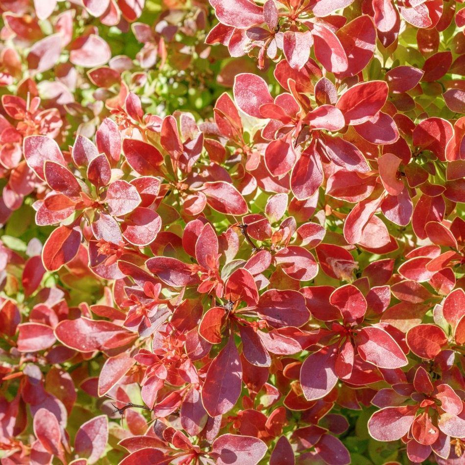 Berberis thunbergii f. atropurpurea ‘Harlequin’
