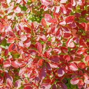 Berberis thunbergii f. atropurpurea ‘Harlequin’