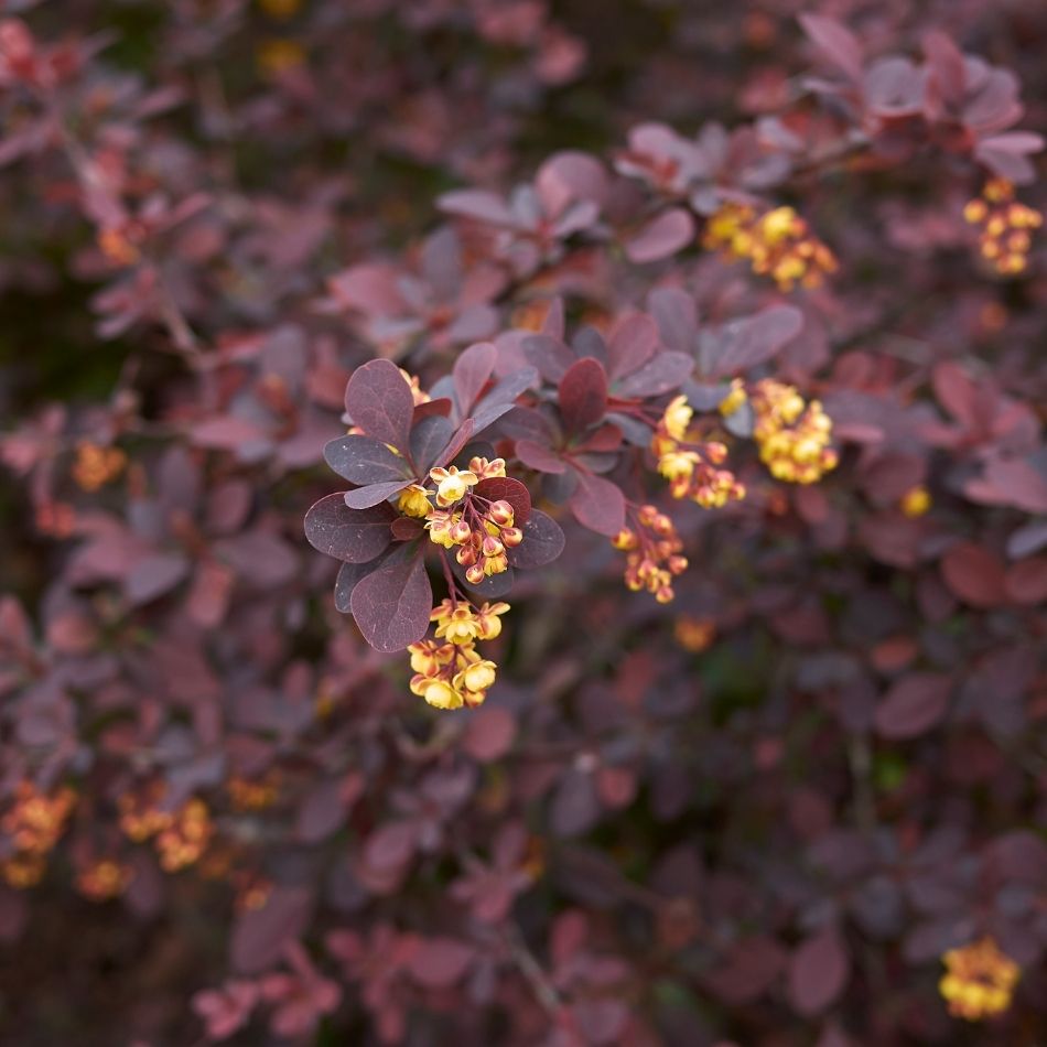 Berberis thunbergii f. atropurpurea ‘Nana’ with small yellow flowers among deep burgundy leaves.