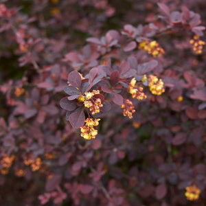 Berberis thunbergii f. atropurpurea ‘Nana’ with small yellow flowers among deep burgundy leaves.