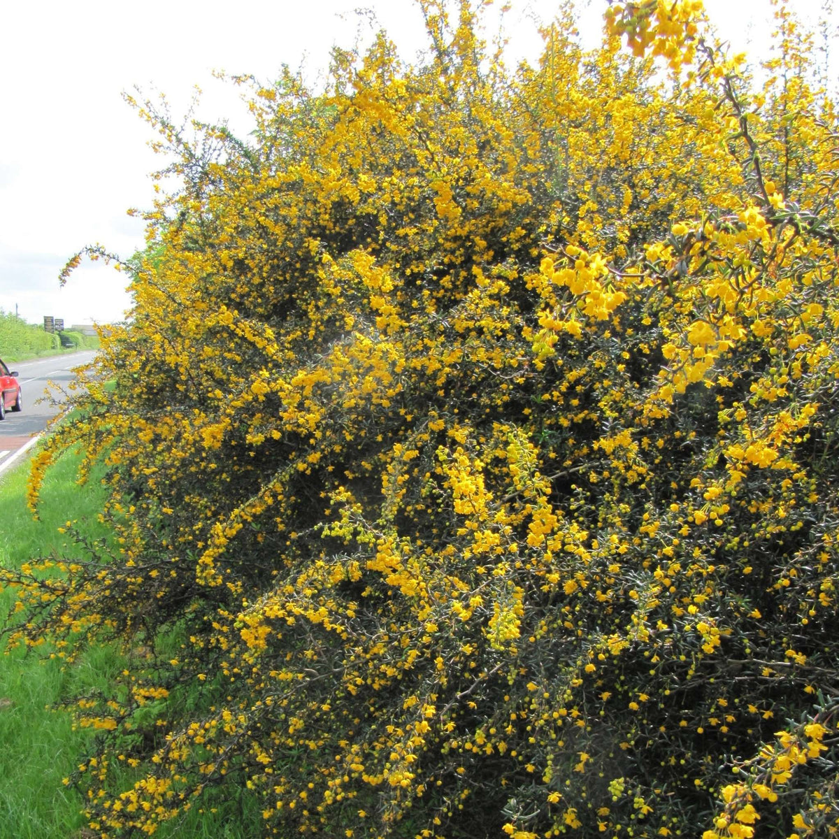Large Berberis × stenophylla shrub densely covered in golden spring flowers.