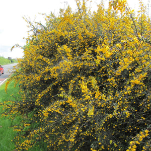 Large Berberis × stenophylla shrub densely covered in golden spring flowers.