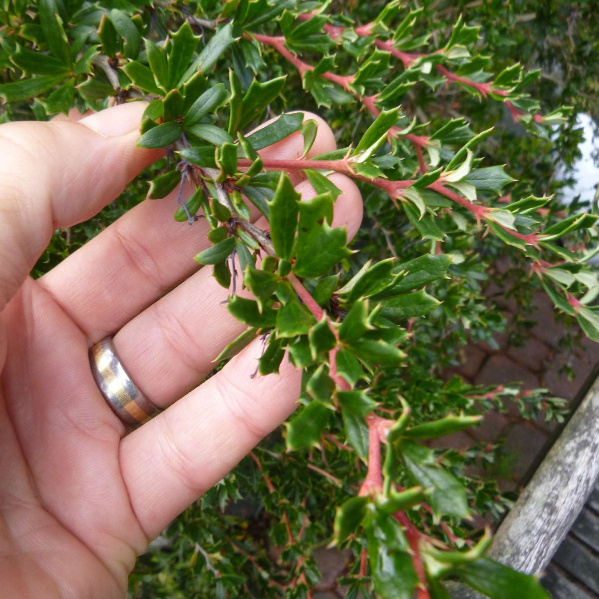 Hand holding a slender thorny Berberis × stenophylla branch with small evergreen leaves.