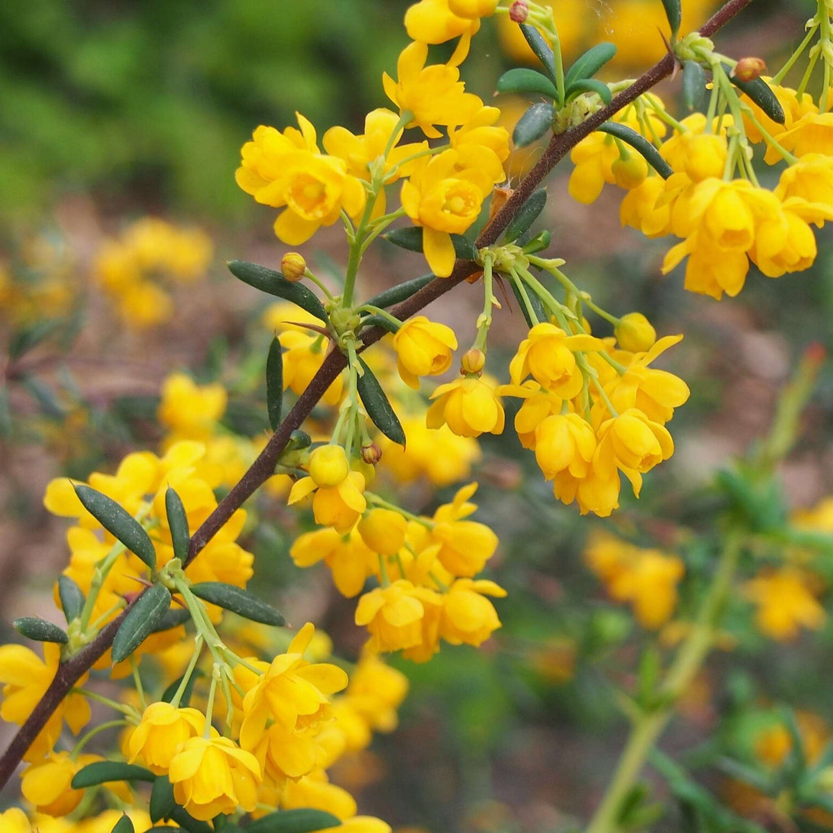 Golden-yellow Berberis × stenophylla flowers packed along arching dark stems.