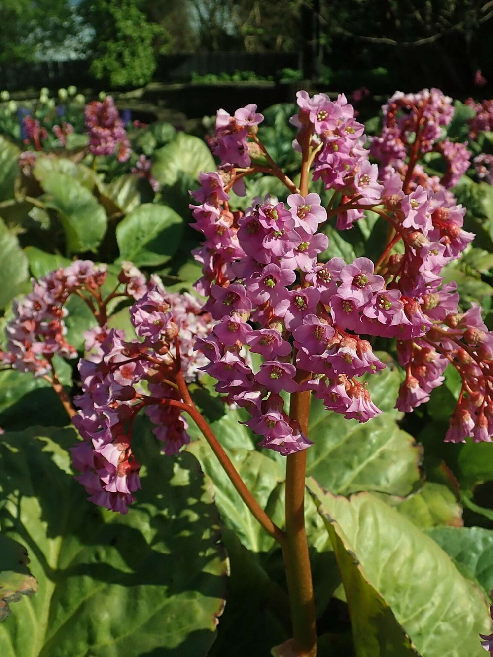 Bergenia cordifolia