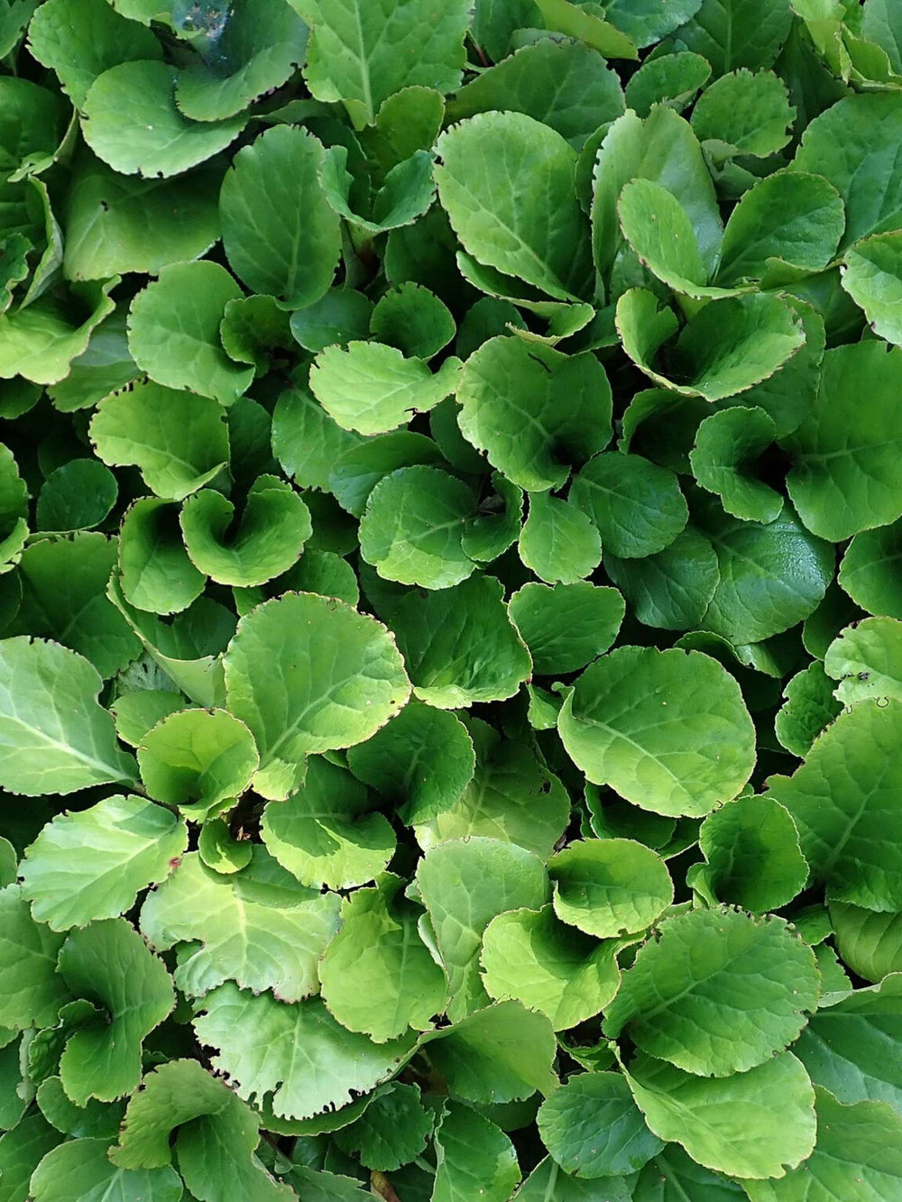 Bergenia cordifolia