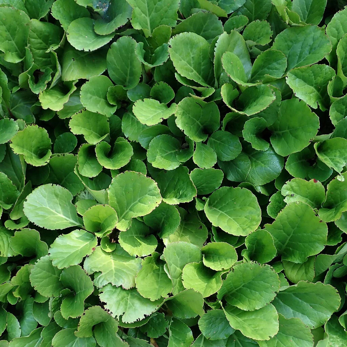 Bergenia cordifolia