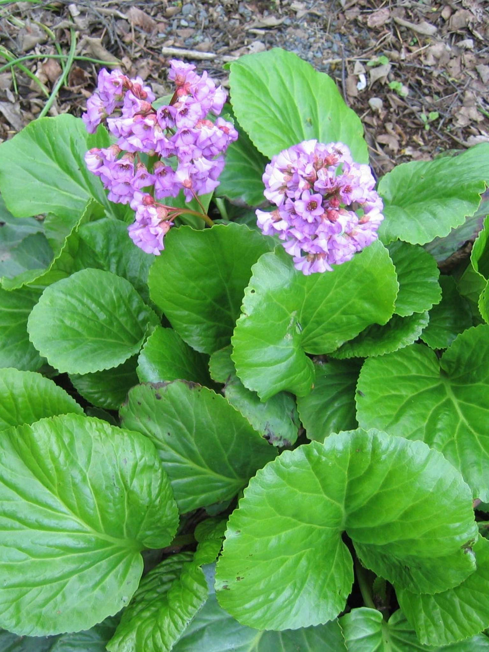 Bergenia cordifolia