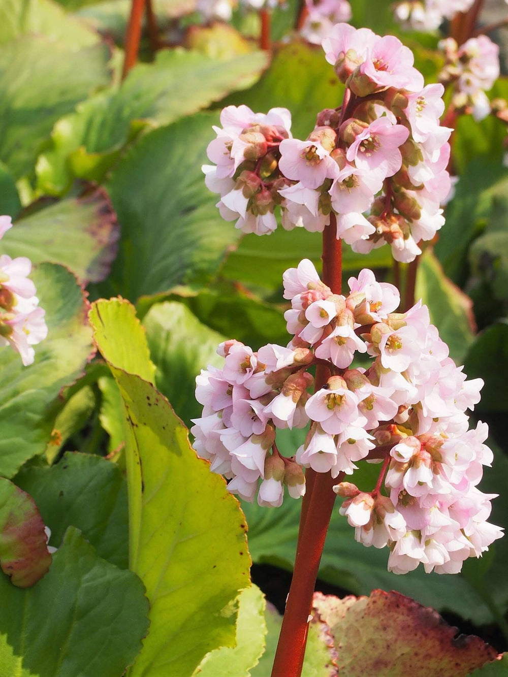Bergenia cordifolia