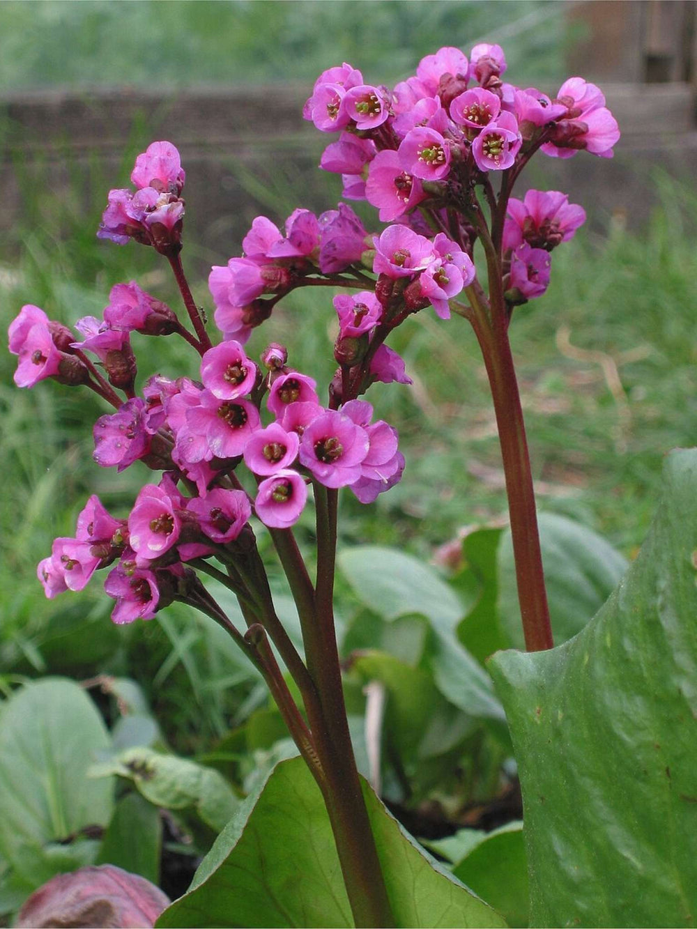 Bergenia cordifolia ‘Purpurea’