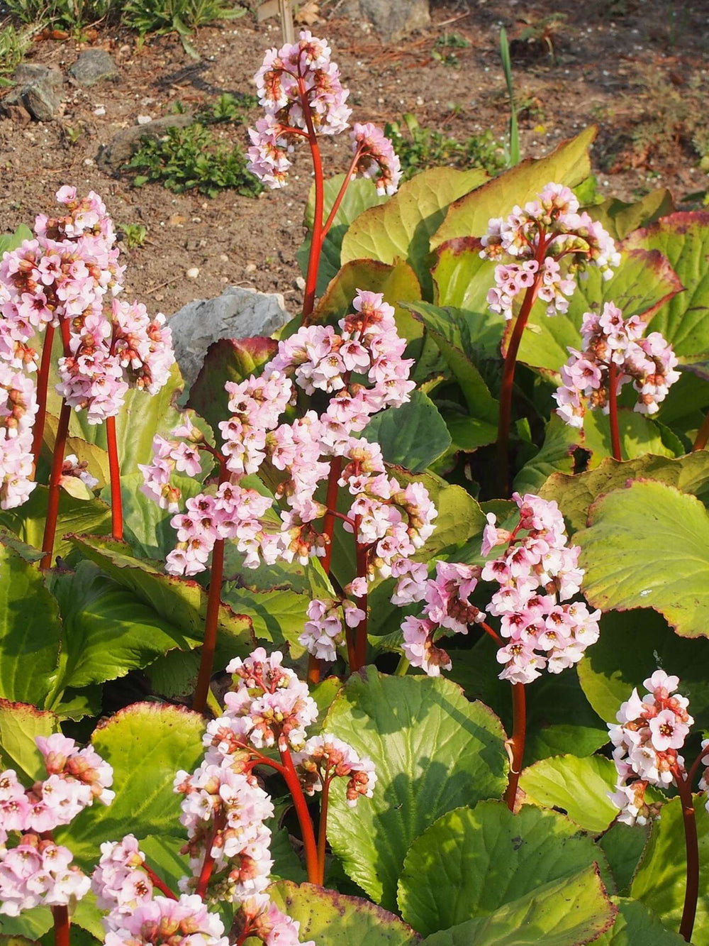 Bergenia cordifolia